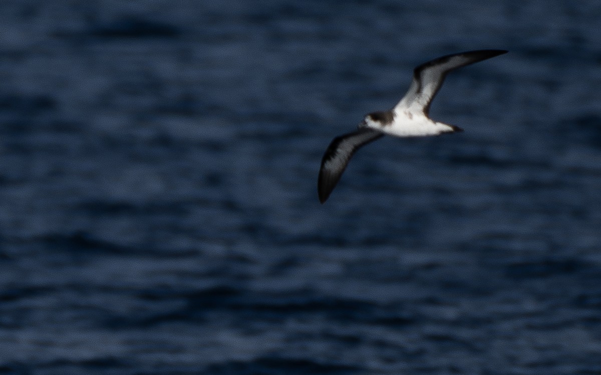Galapagos Petrel - ML637962191