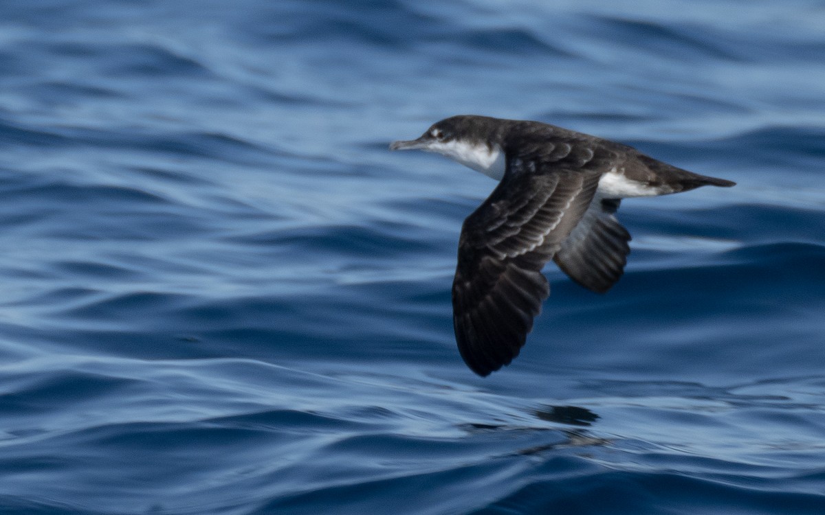 Galapagos Shearwater - ML637962195