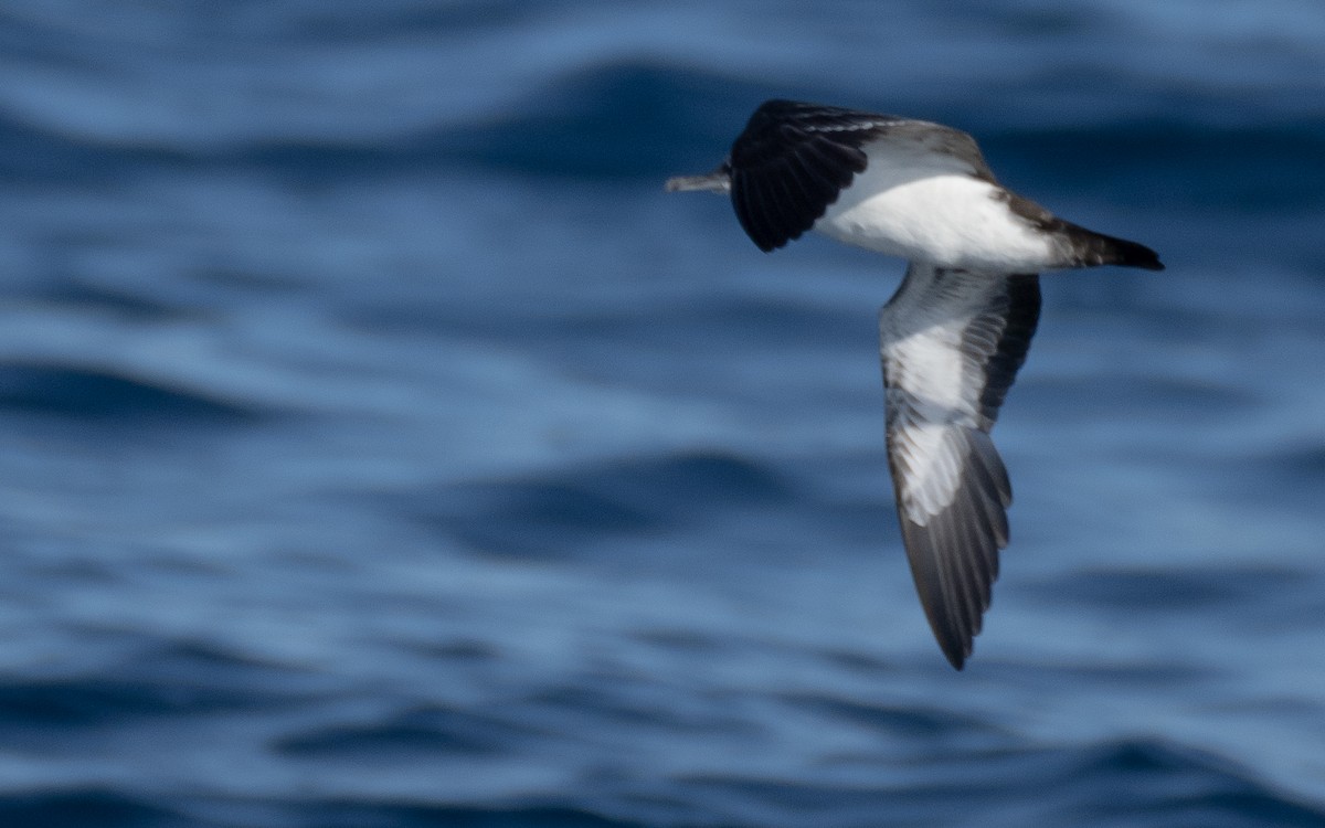 Galapagos Shearwater - ML637962196