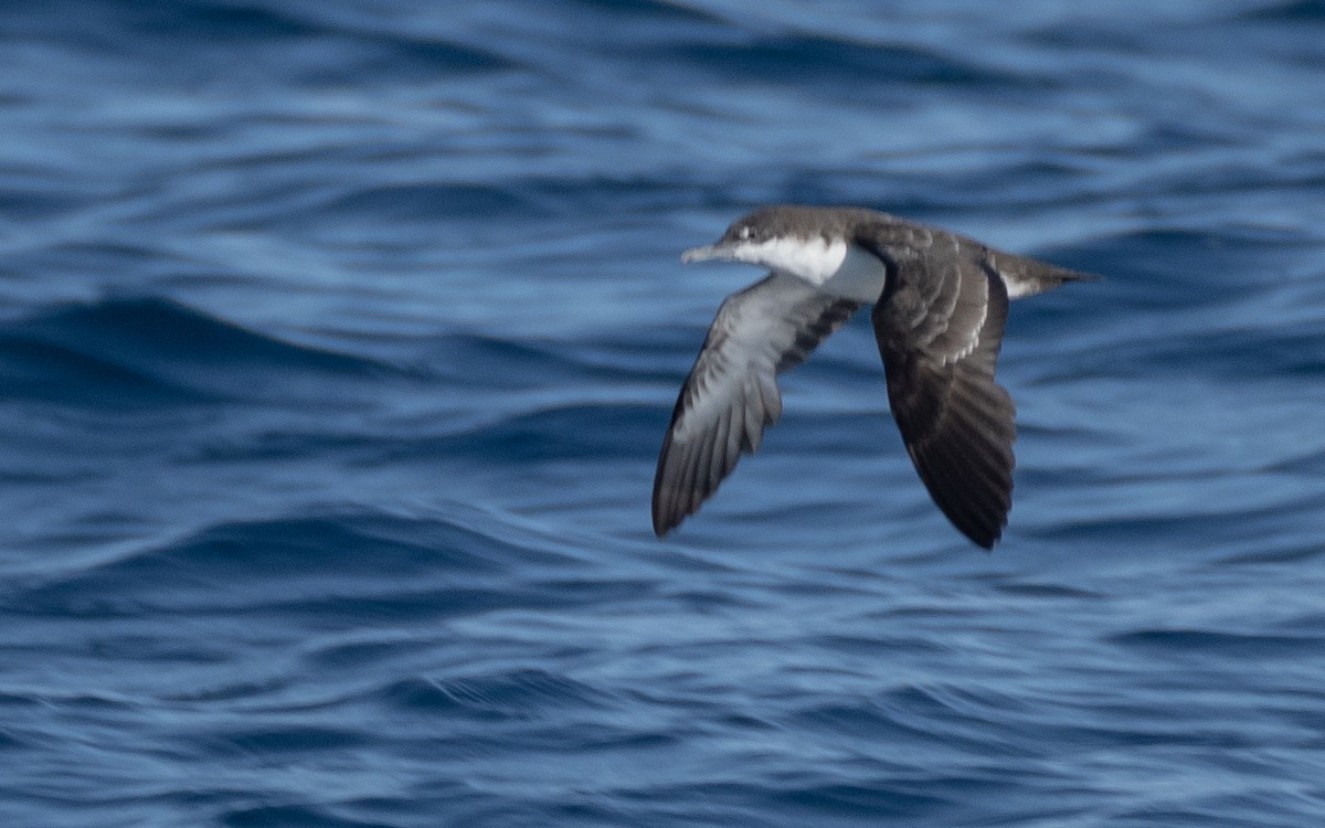 Galapagos Shearwater - ML637962197