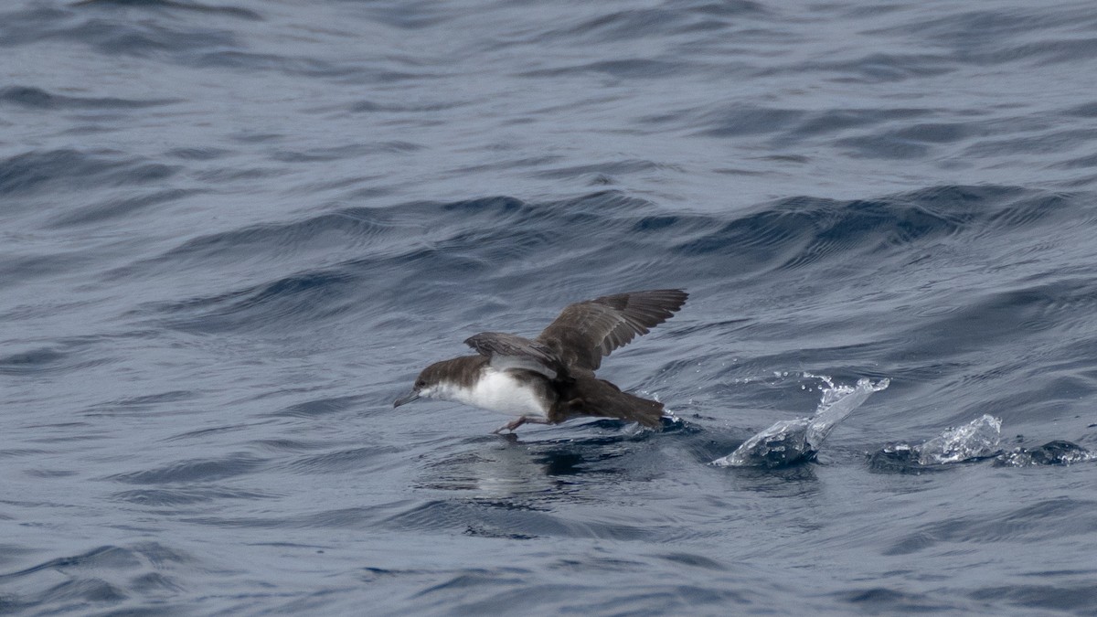 Galapagos Shearwater - ML637962198
