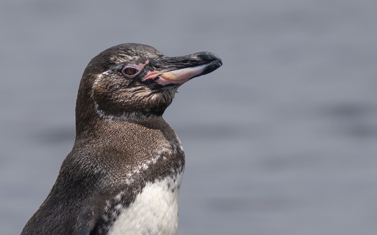 Galapagos Penguin - ML637962212