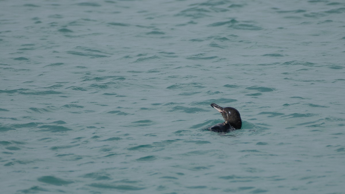 Galapagos Penguin - ML637962213