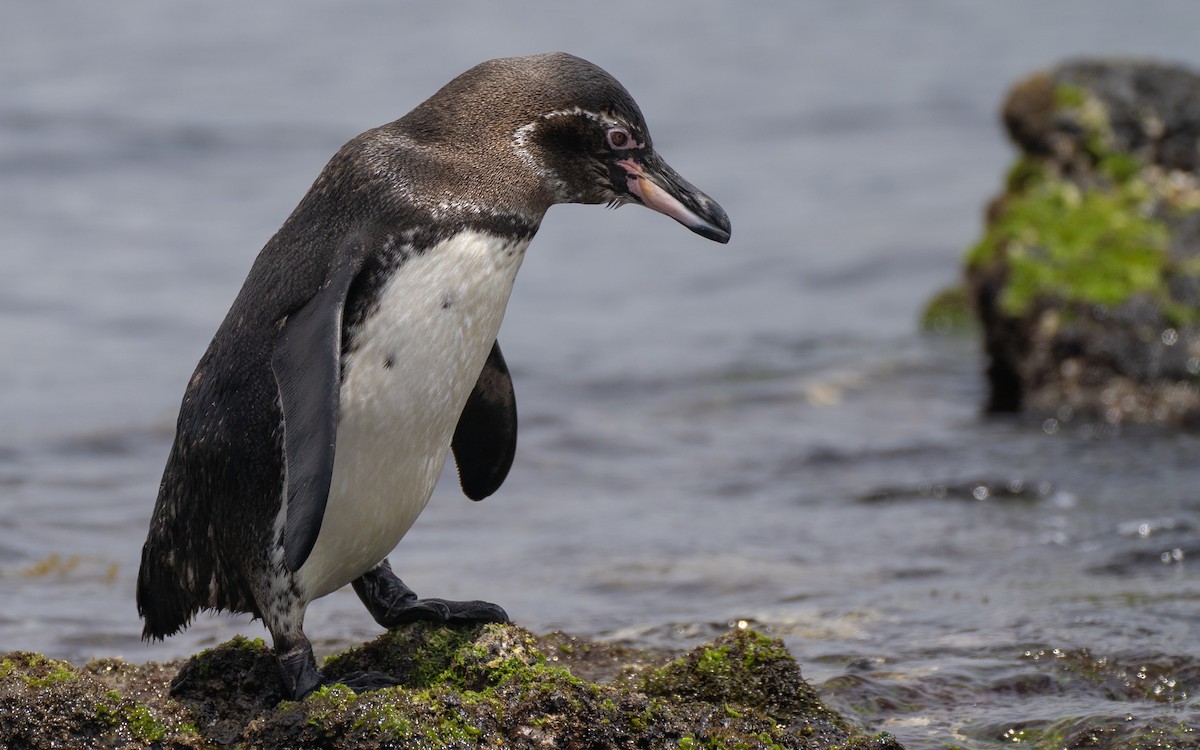 Galapagos Penguin - ML637962214