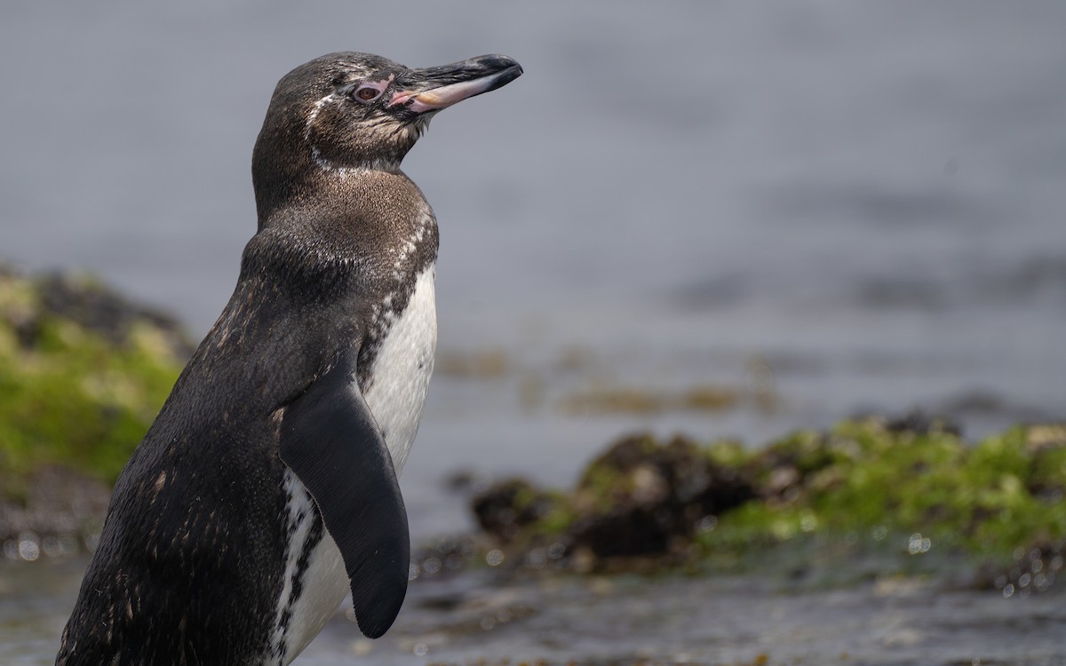 Galapagos Penguin - ML637962215