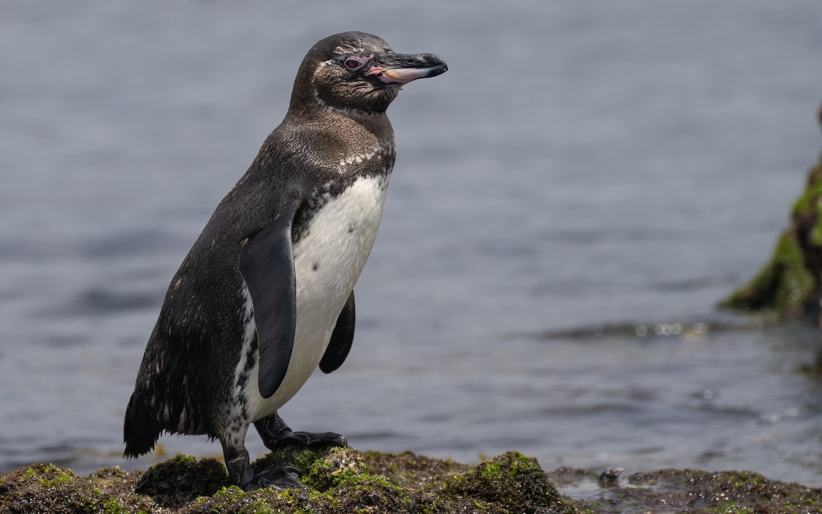 Galapagos Penguin - ML637962216