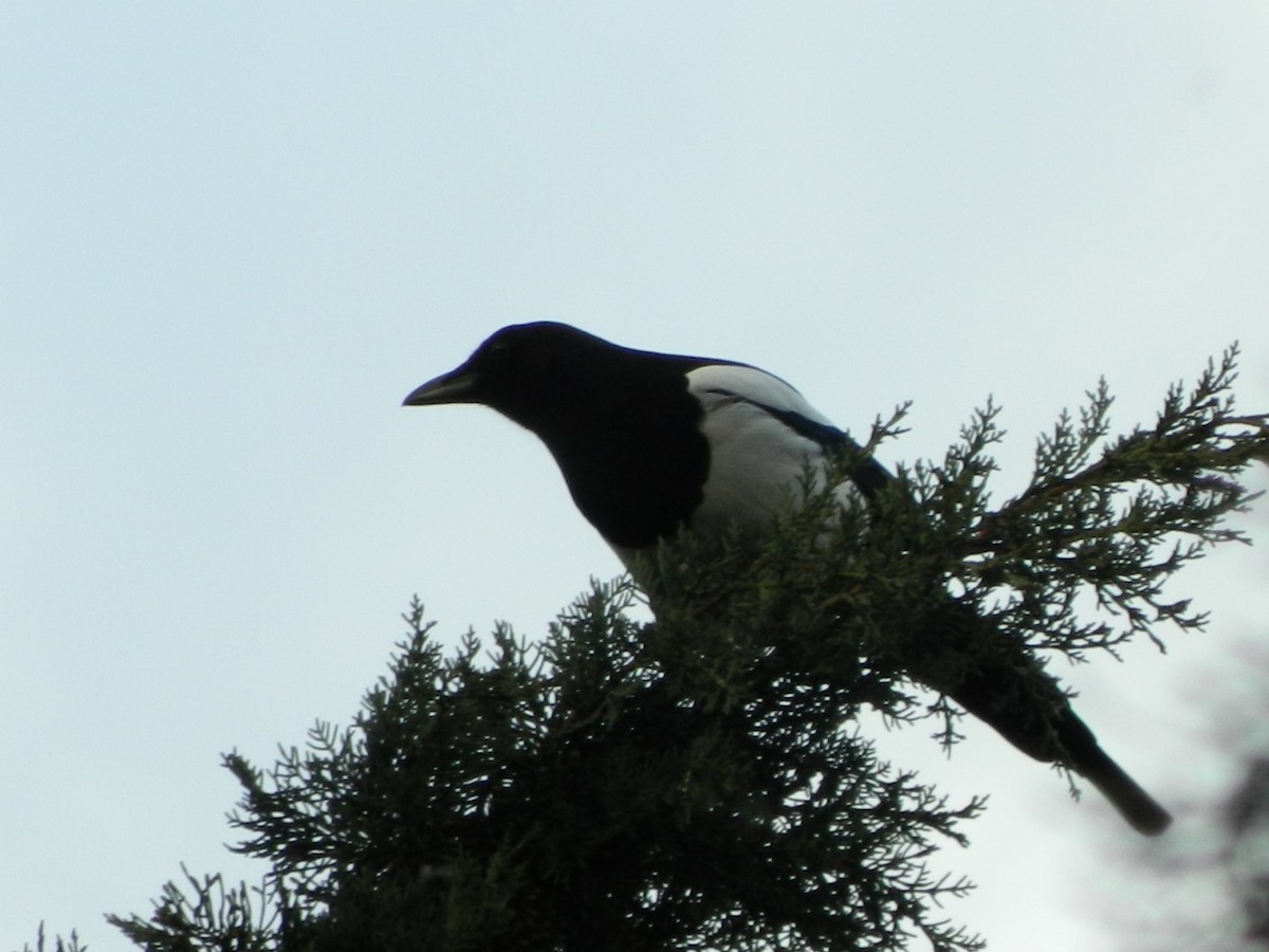 Eurasian Magpie - ML637962251