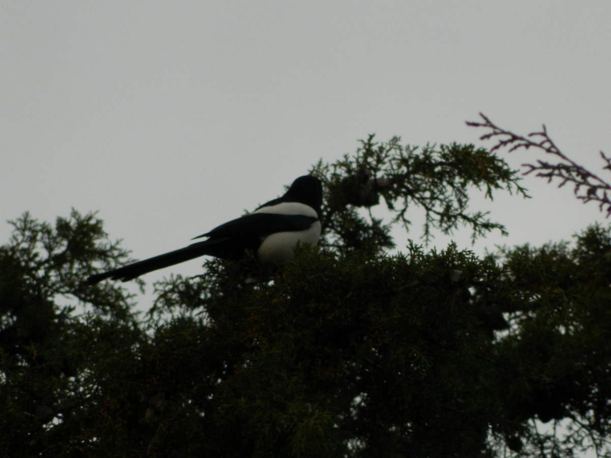 Eurasian Magpie - ML637962252