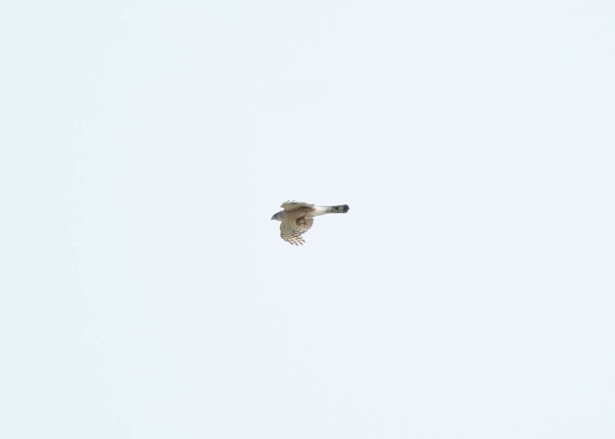 Sharp-shinned/Cooper's Hawk - ML637962265