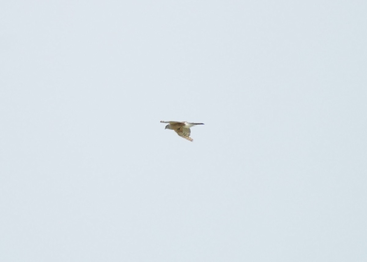 Sharp-shinned/Cooper's Hawk - ML637962266