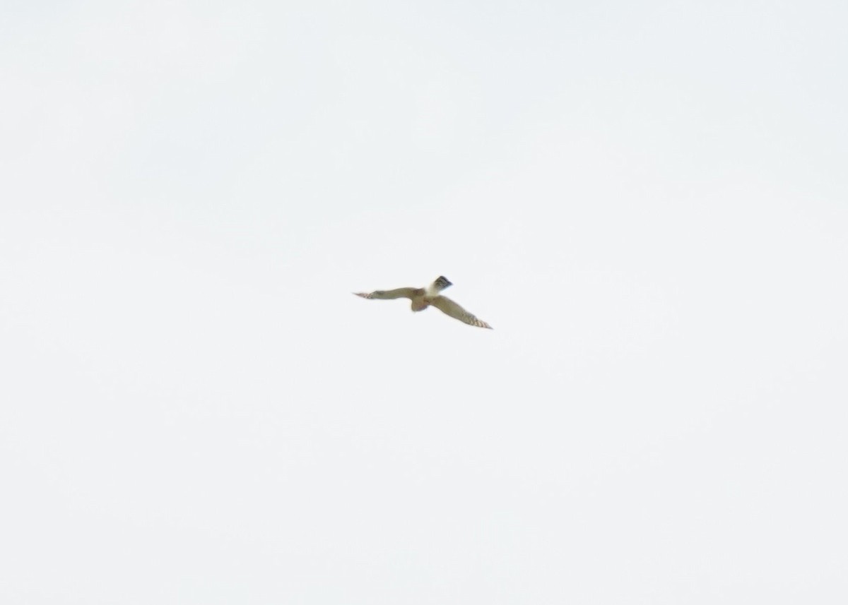 Sharp-shinned/Cooper's Hawk - ML637962267