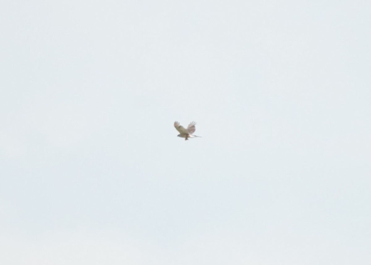 Sharp-shinned/Cooper's Hawk - ML637962268