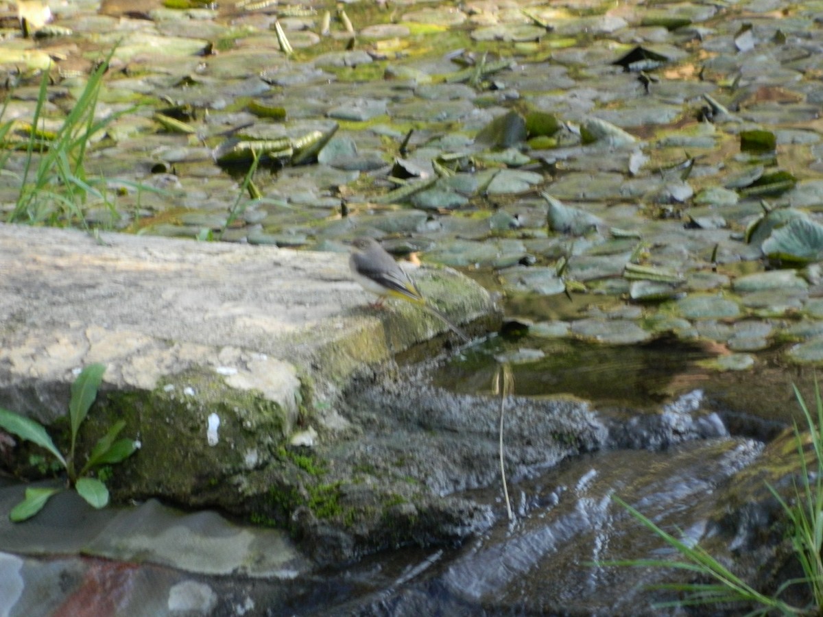 Gray Wagtail - ML637962270