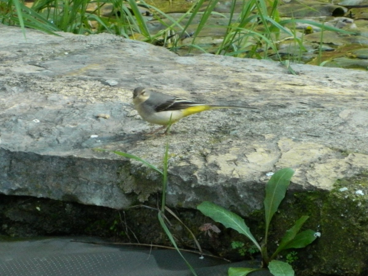 Gray Wagtail - ML637962271