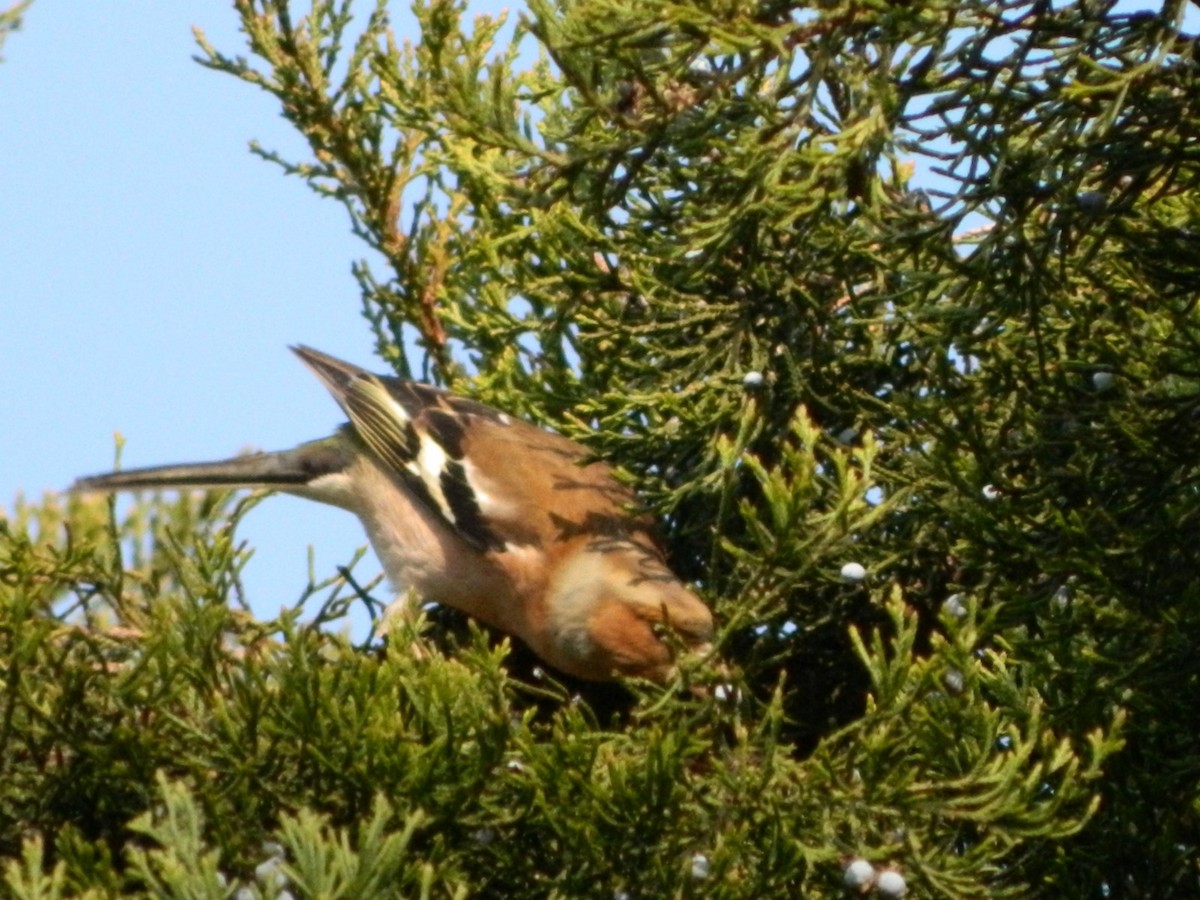 Common Chaffinch - ML637962278