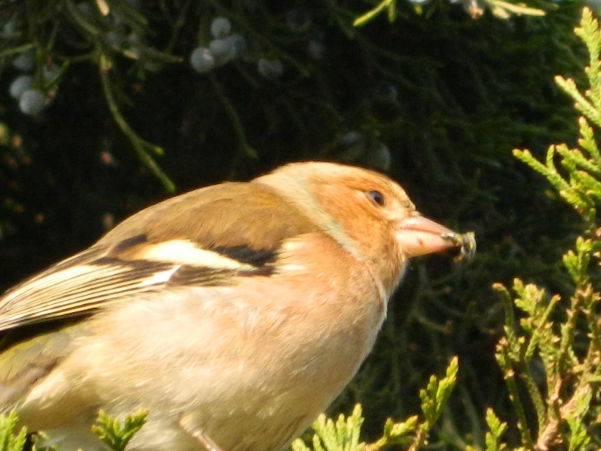 Common Chaffinch - ML637962279