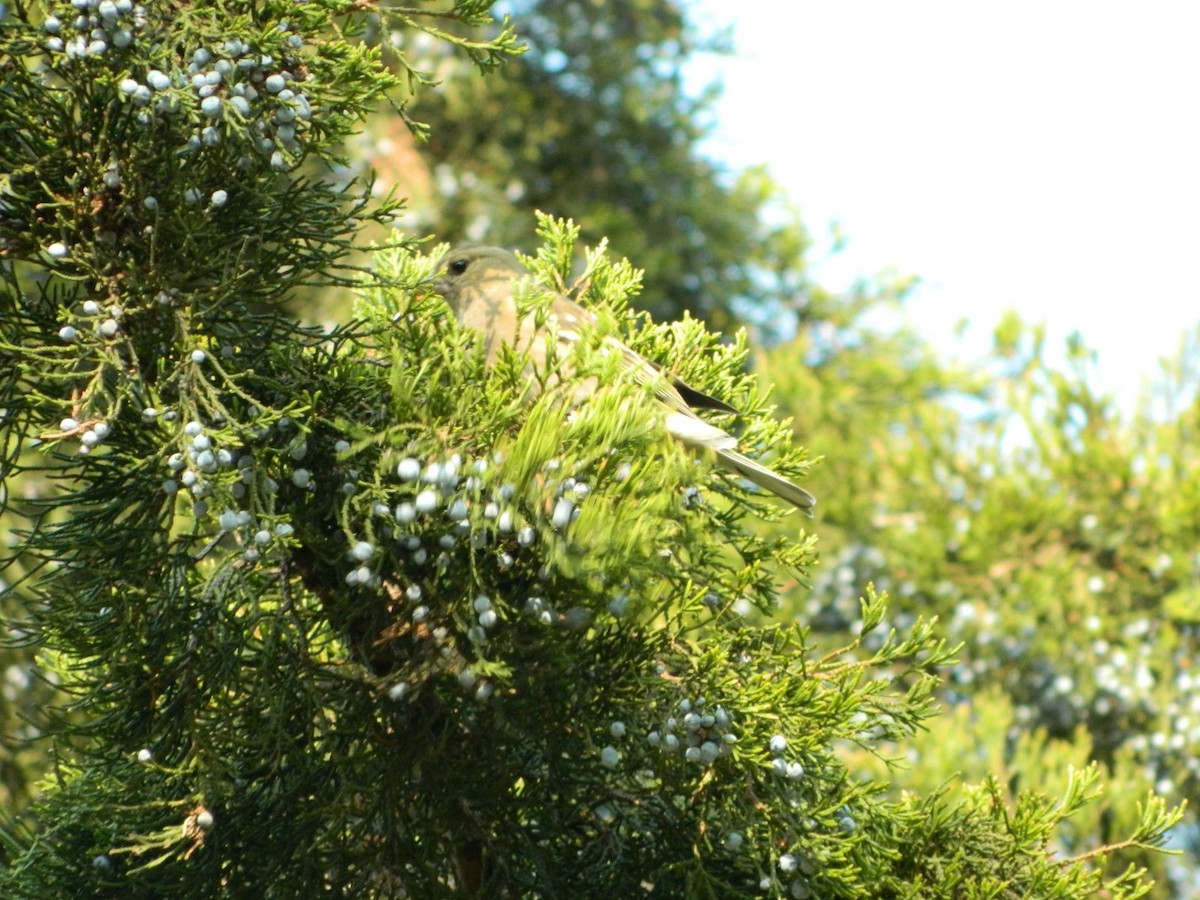 European Greenfinch - ML637962298