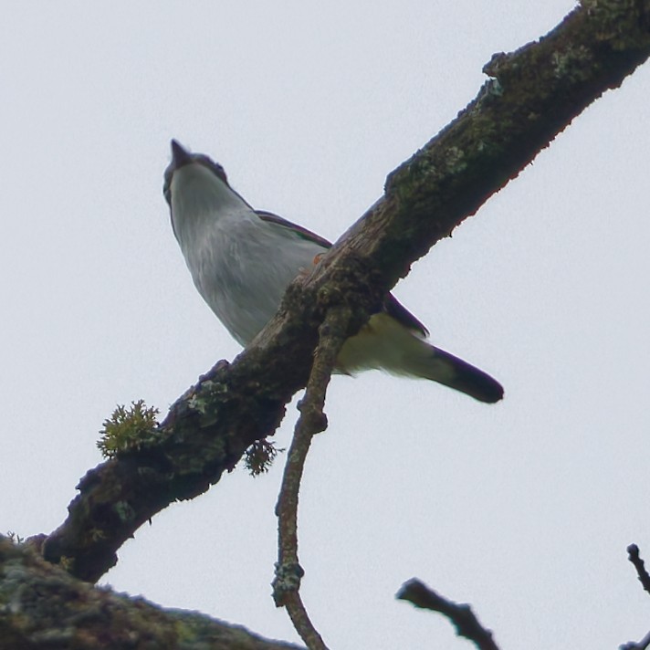 White-browed Shrike-Babbler - ML637962302