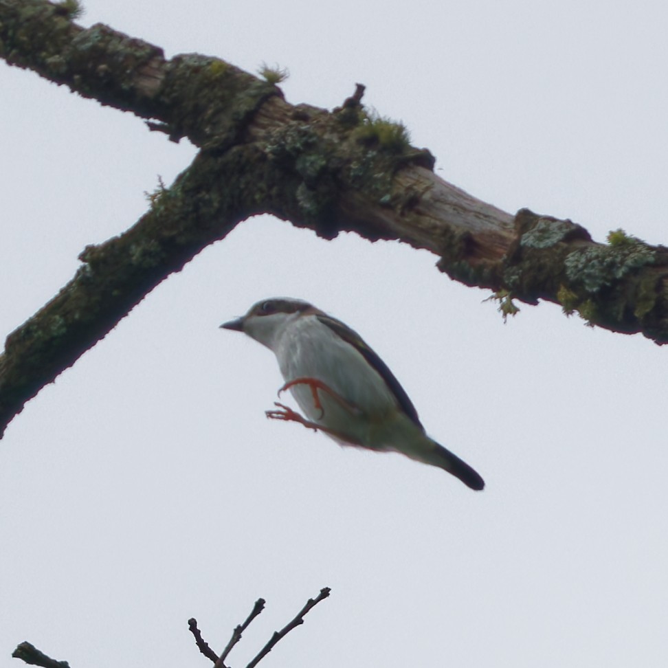 White-browed Shrike-Babbler - ML637962303