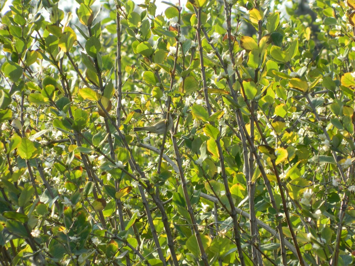 Common Chiffchaff - ML637962317