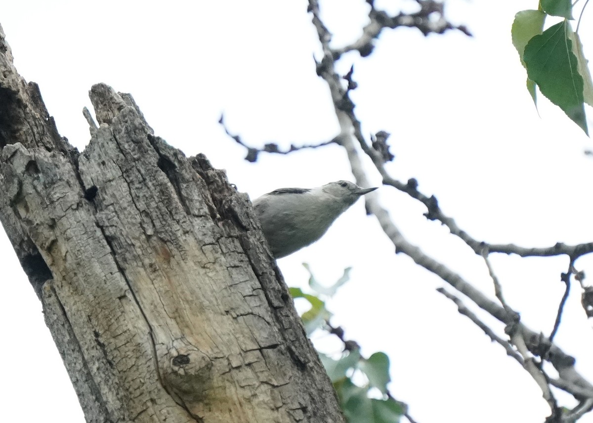 White-breasted Nuthatch - ML637962319
