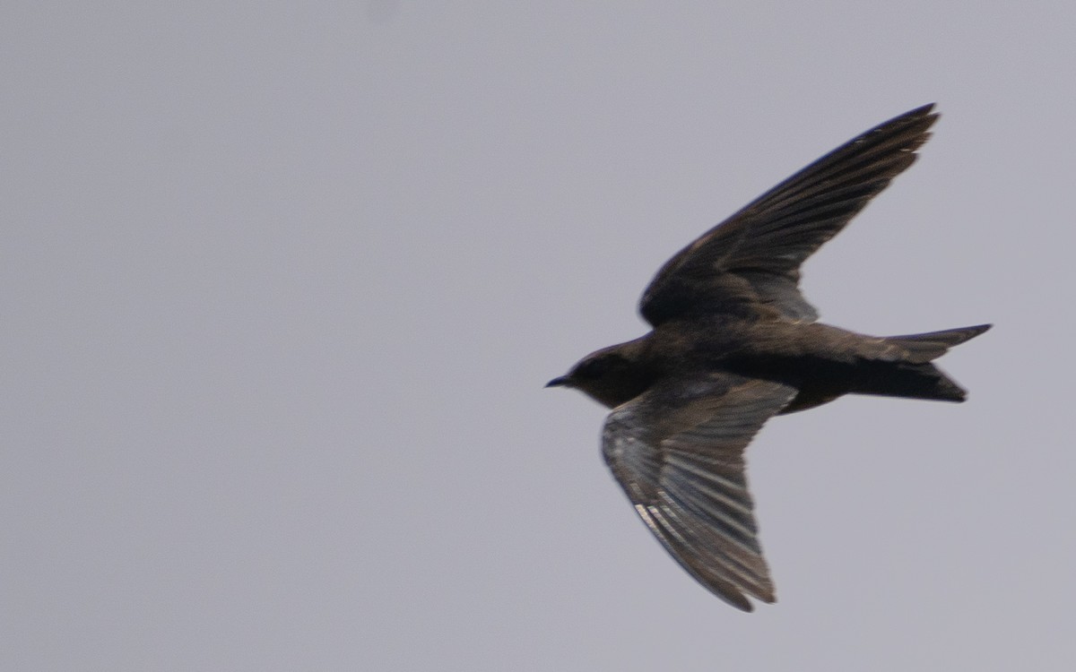 Galapagos Martin - ML637962335