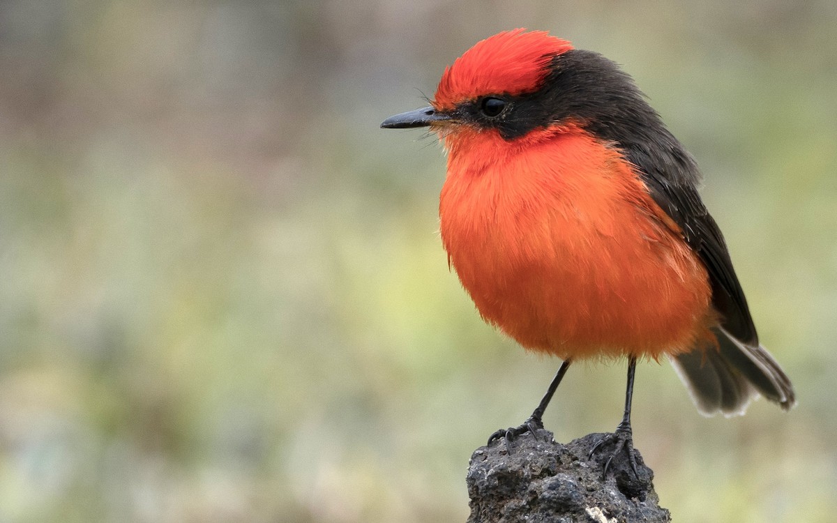 Brujo Flycatcher (Galapagos) - ML637962342