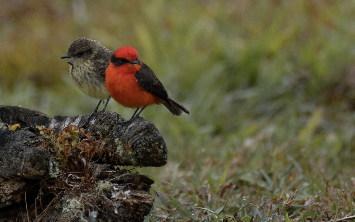 Brujo Flycatcher (Galapagos) - ML637962343