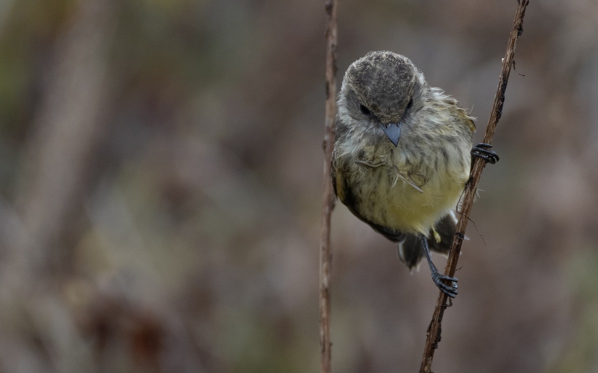 Brujo Flycatcher (Galapagos) - ML637962344
