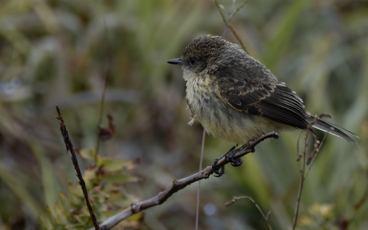 Brujo Flycatcher (Galapagos) - ML637962345