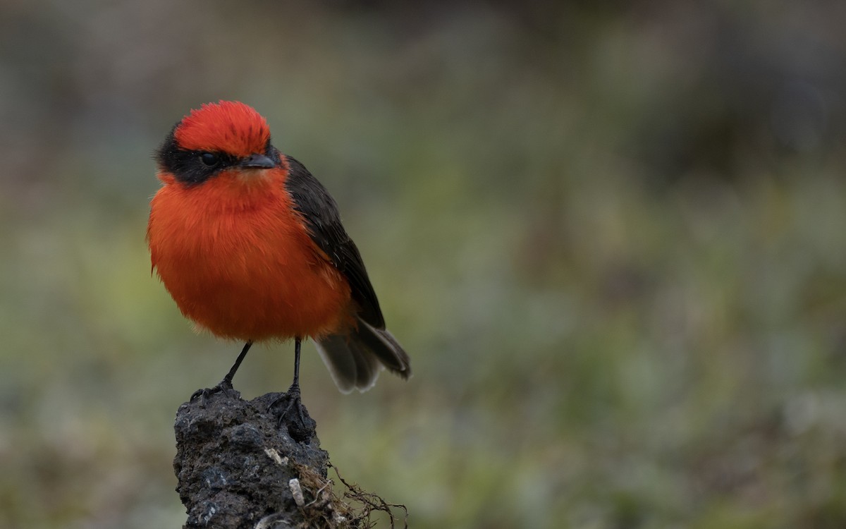 Brujo Flycatcher (Galapagos) - ML637962348