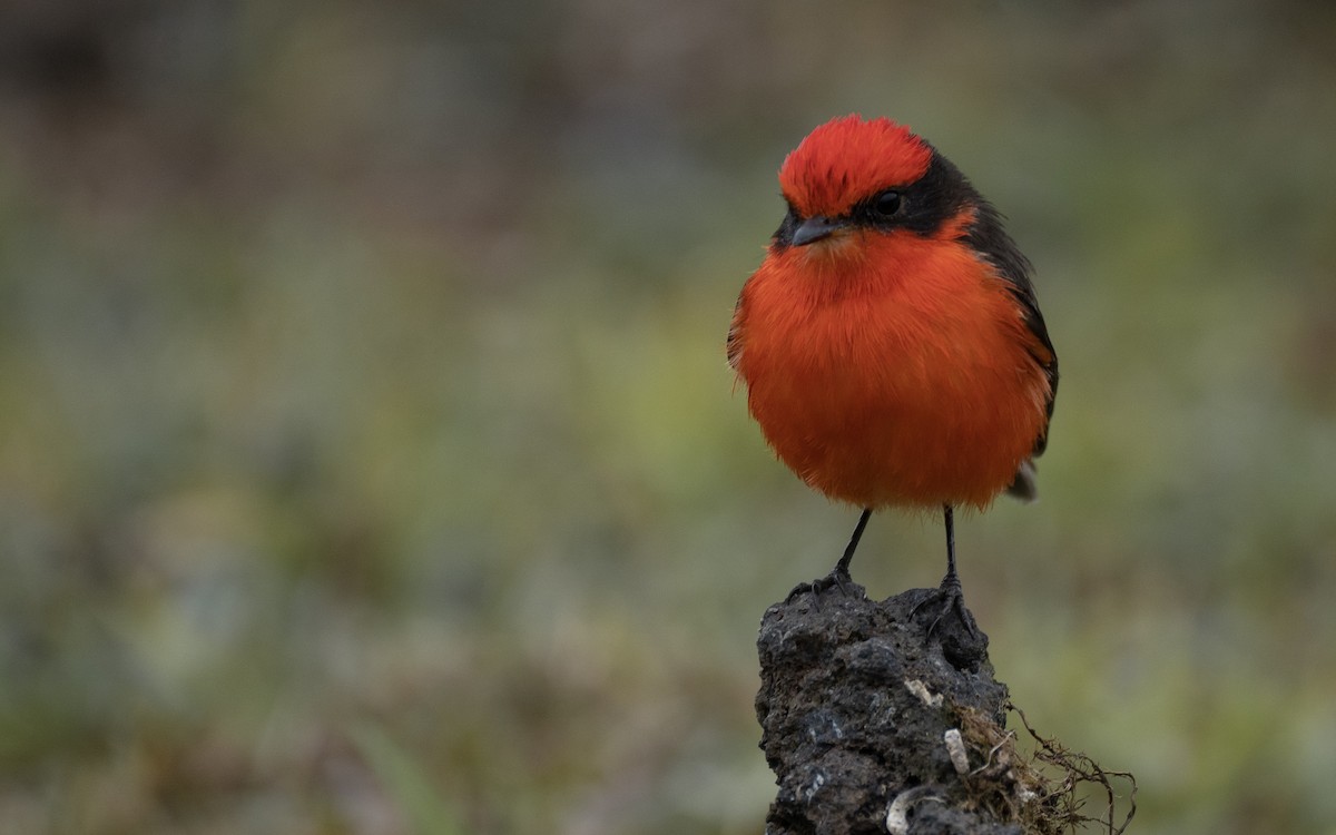 Brujo Flycatcher (Galapagos) - ML637962349