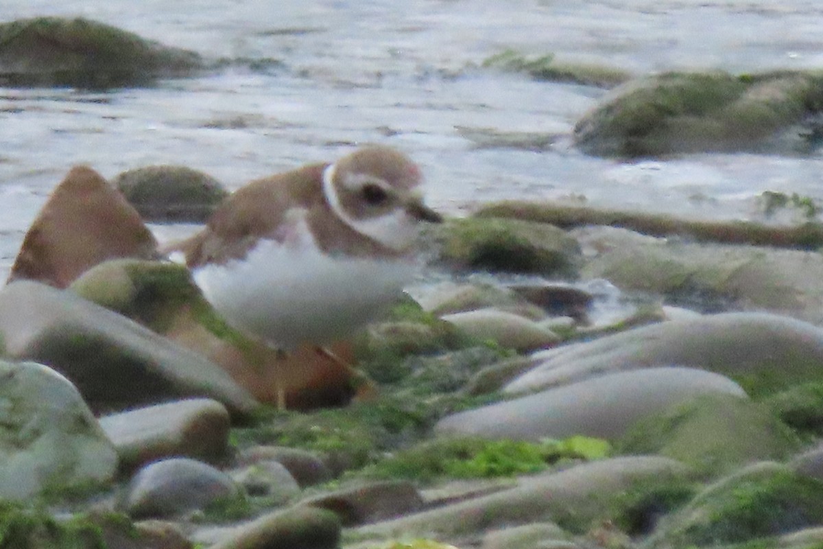 Semipalmated Plover - ML637962351