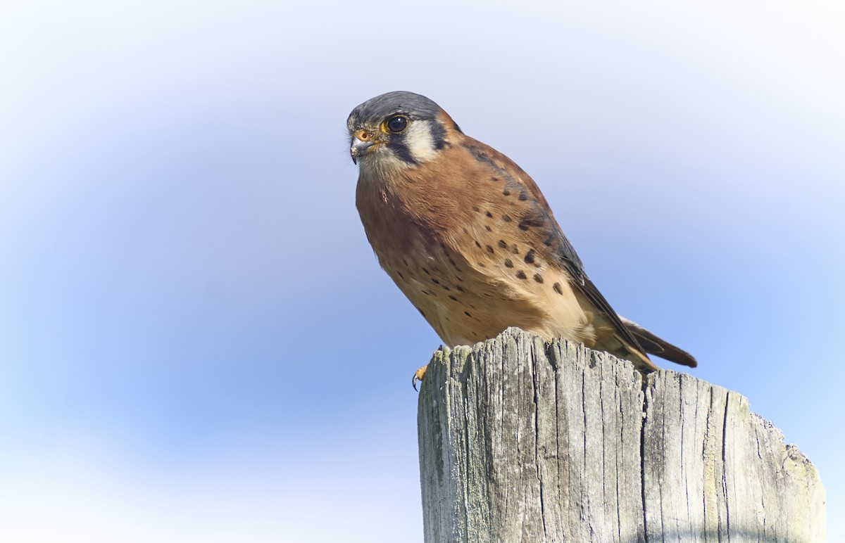 American Kestrel (South American) - ML637962406
