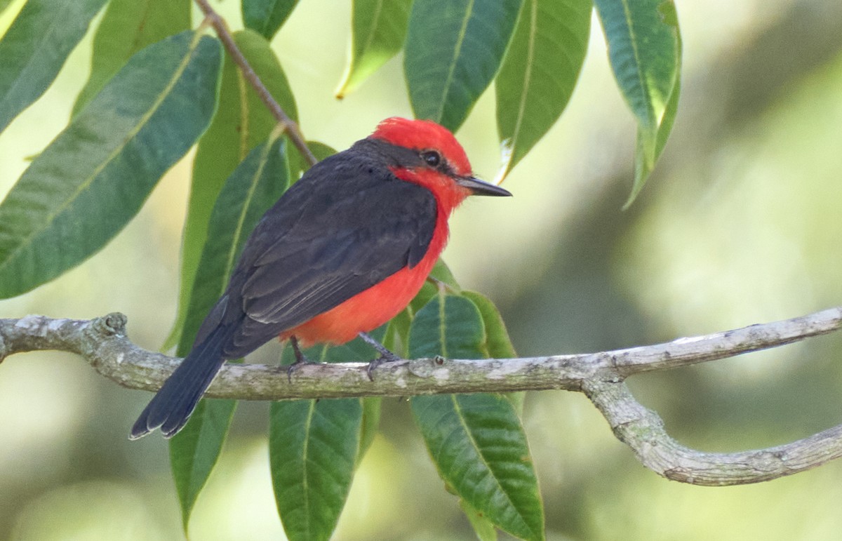 Vermilion Flycatcher (obscurus Group) - ML637962407