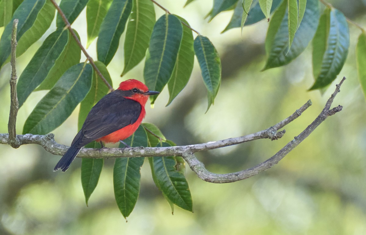 Vermilion Flycatcher (obscurus Group) - ML637962408