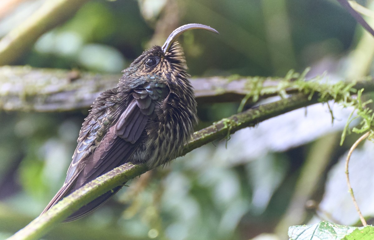 White-tipped Sicklebill - ML637962438