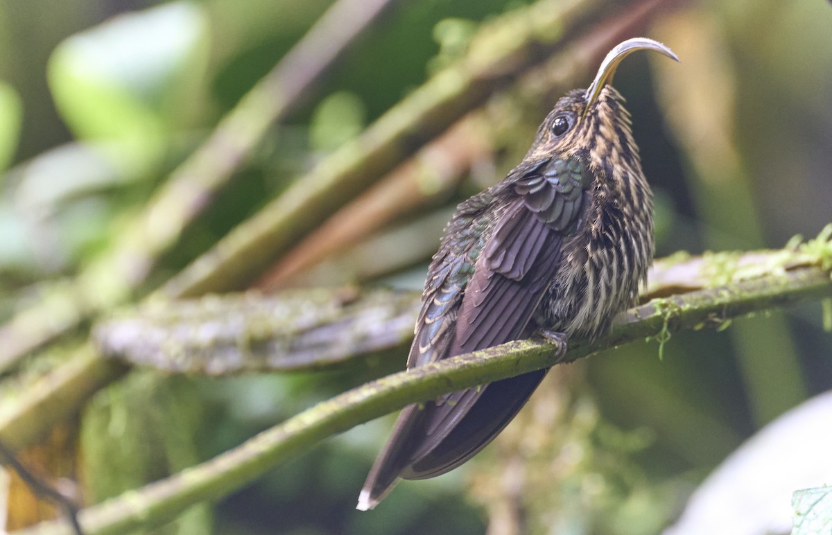 White-tipped Sicklebill - ML637962439
