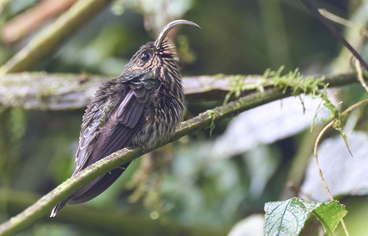 White-tipped Sicklebill - ML637962440