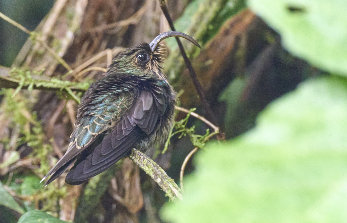 White-tipped Sicklebill - ML637962441