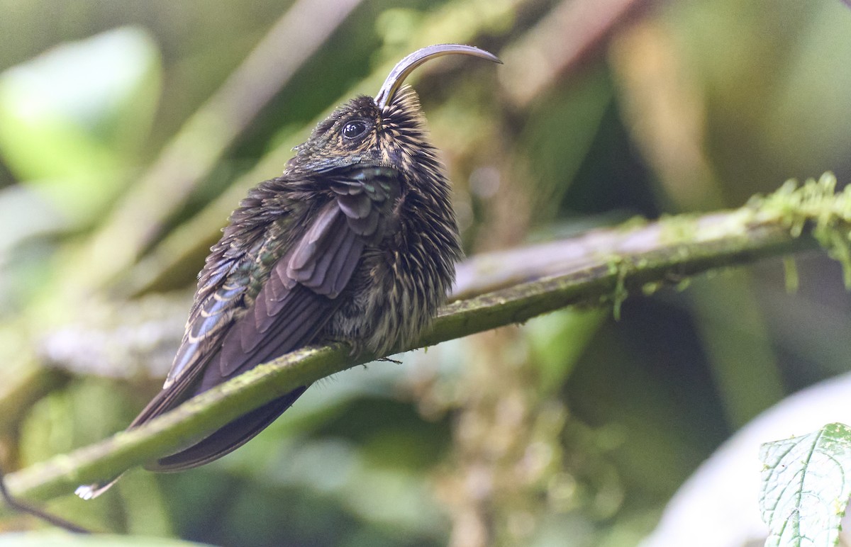 White-tipped Sicklebill - ML637962442