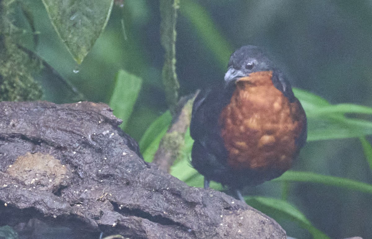 Dark-backed Wood-Quail - ML637962460