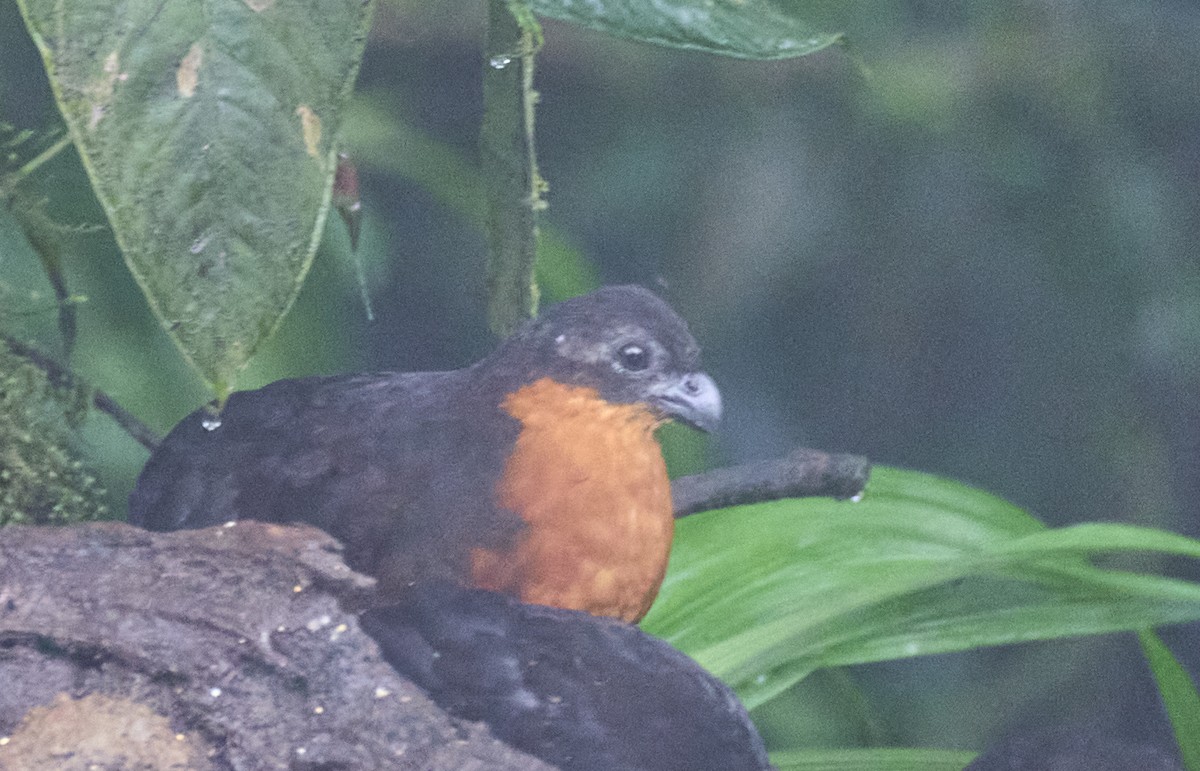 Dark-backed Wood-Quail - ML637962461
