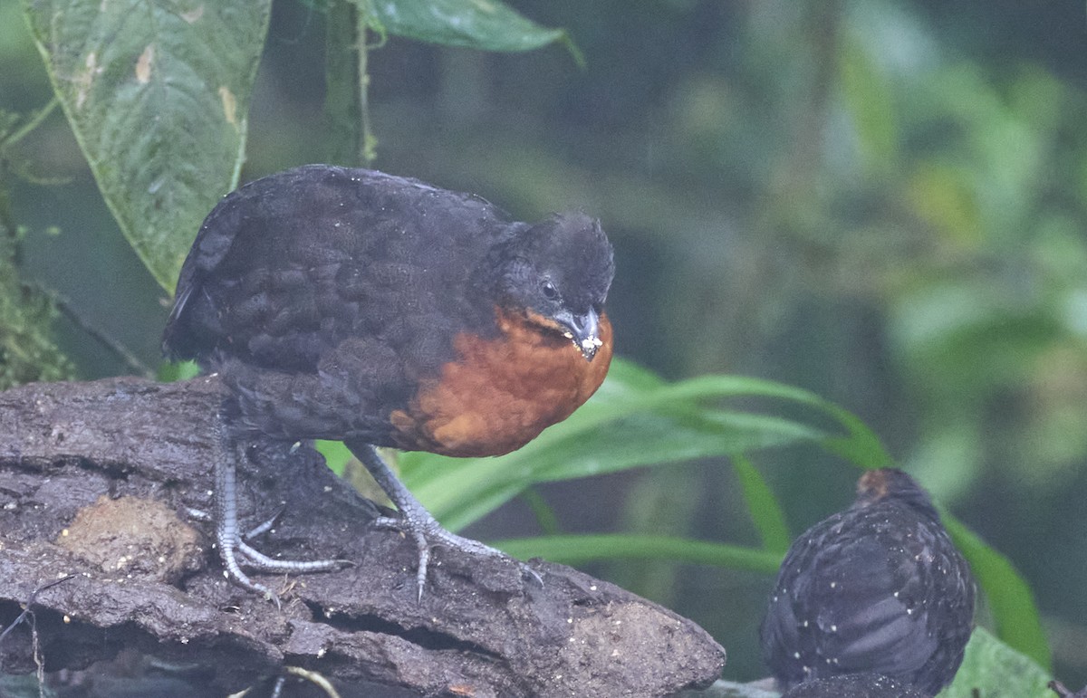 Dark-backed Wood-Quail - ML637962462
