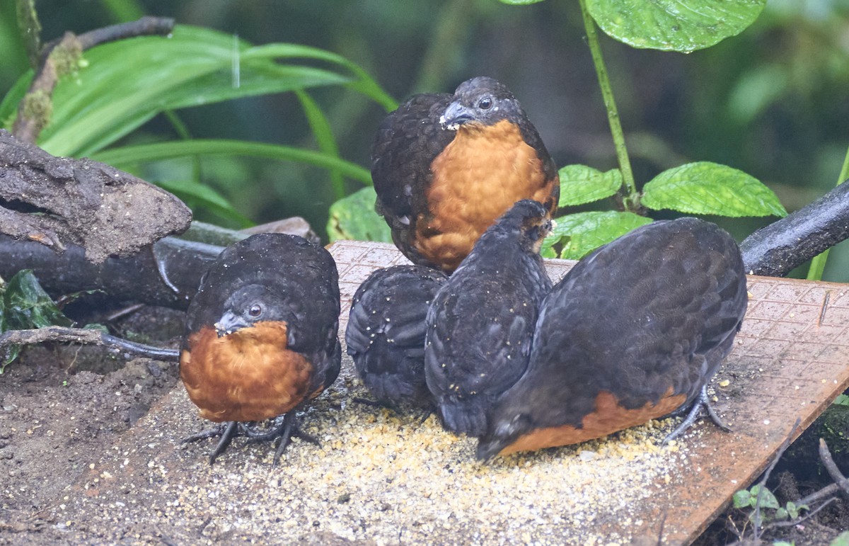 Dark-backed Wood-Quail - ML637962463