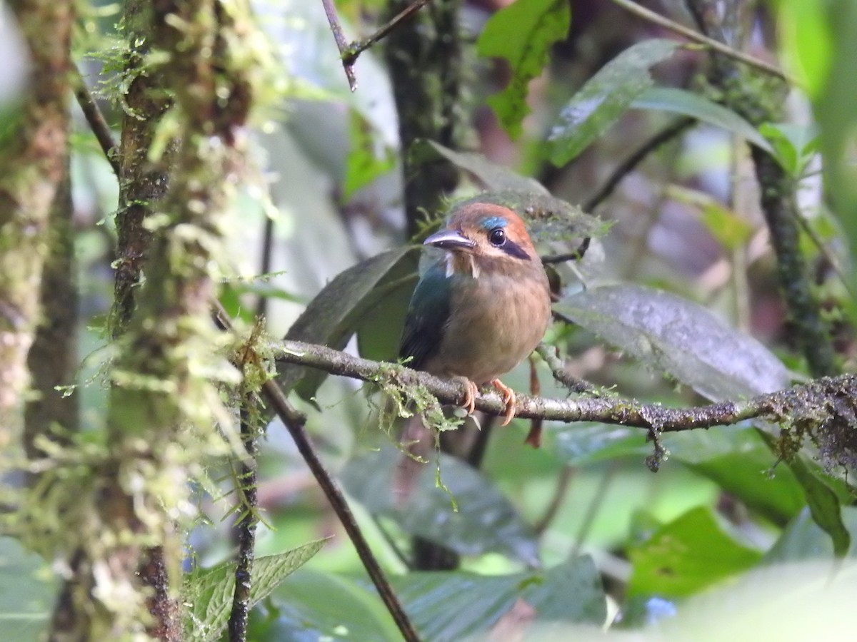 Tody Motmot - ML637962470