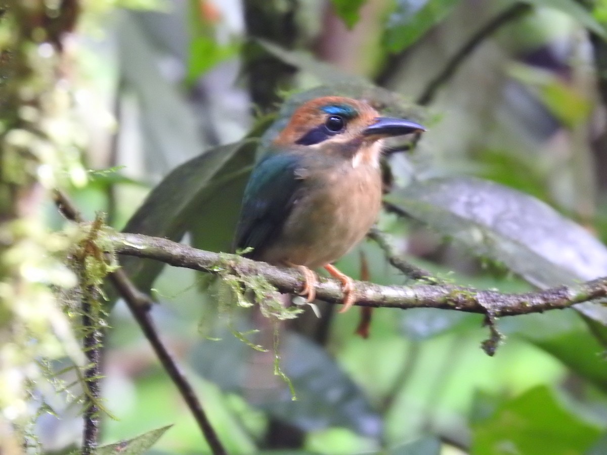 Tody Motmot - ML637962471