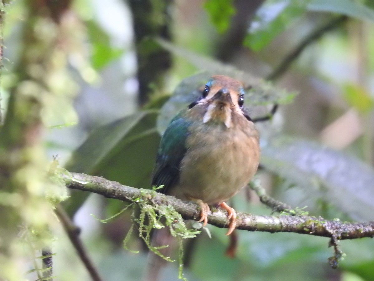 Tody Motmot - ML637962473
