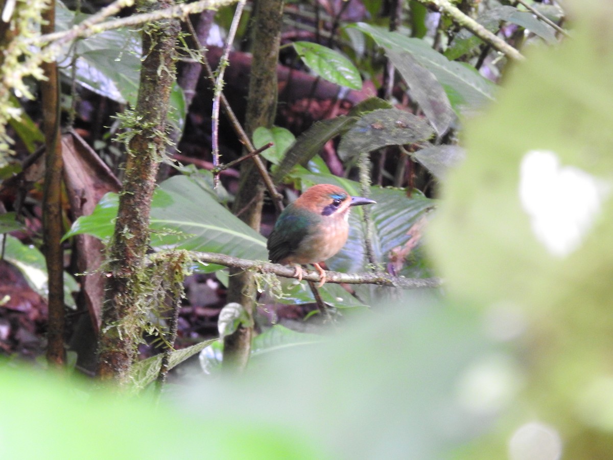 Tody Motmot - ML637962474