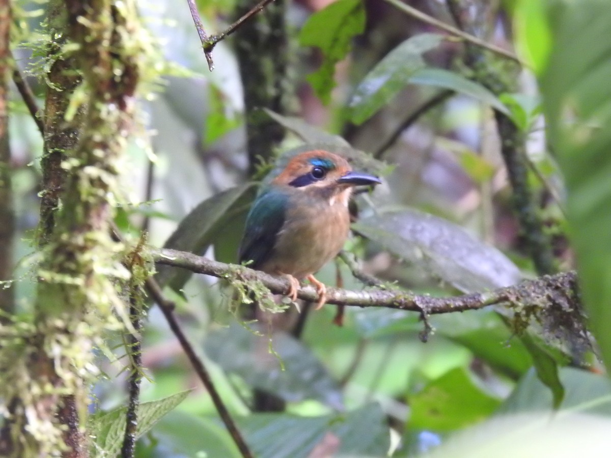 Tody Motmot - ML637962476